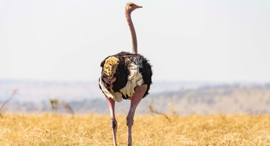 Struisvogel nationaal park Tanzania